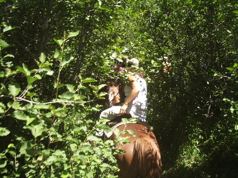 The lush terrain