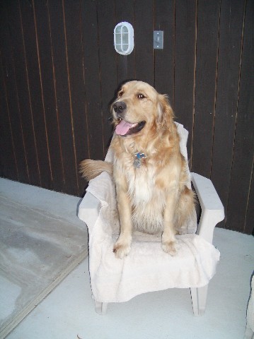 Murphy on chair