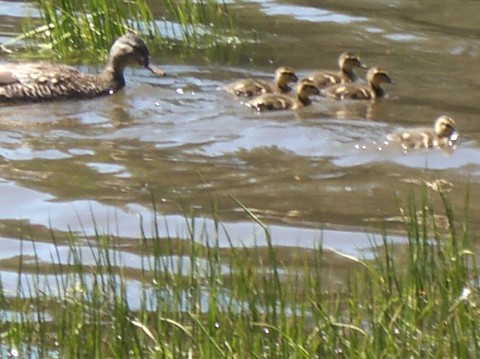 Momma Duck and Babies