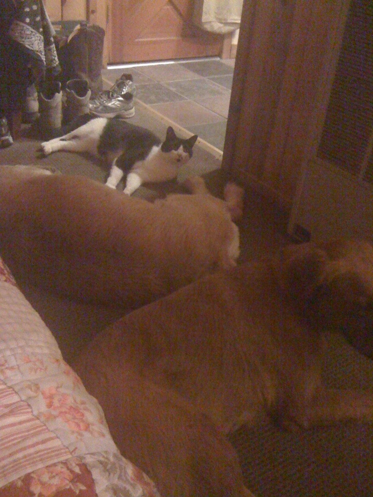All Three of Them Enjoyed the Cabin