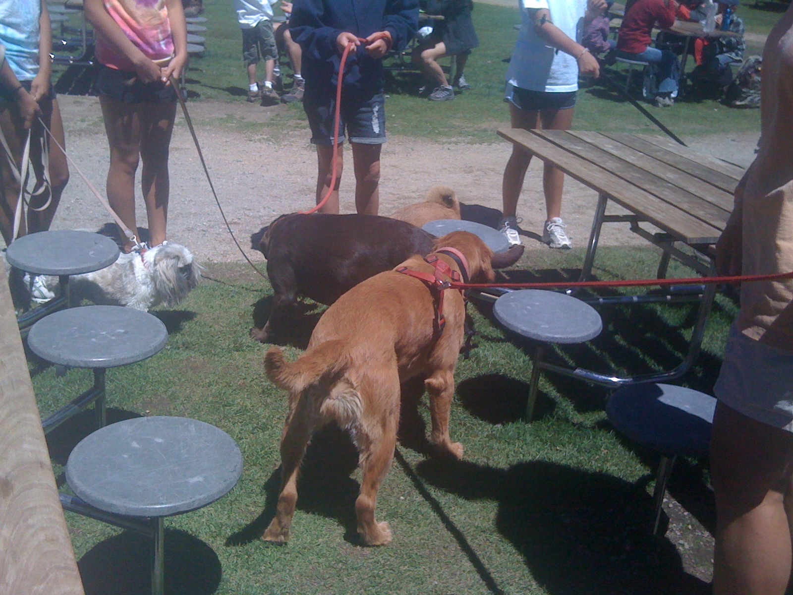 All the Dogs Were Waiting For the Shuttle